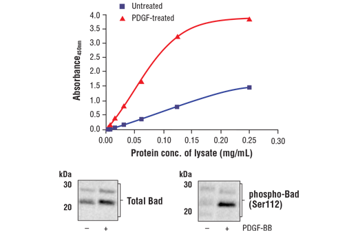 ELISA Image 1: FastScan<sup>™</sup> Phospho-Bad (Ser112) ELISA Kit