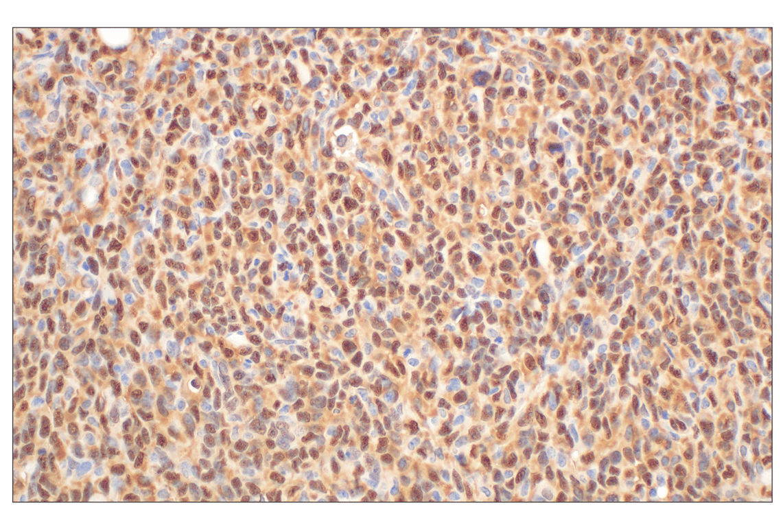 Immunohistochemistry Image 8: Annexin V (E3W8V) Rabbit mAb (BSA and Azide Free)