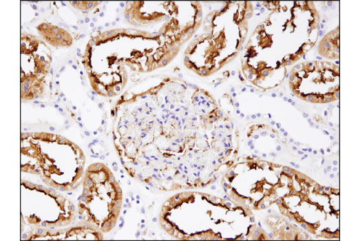 Immunohistochemistry Image 1: CD13/APN (D6V1W) Rabbit mAb