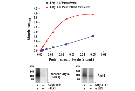 ELISA Image 1: PathScan<sup>®</sup> RP Phospho-Atg14 (Ser29) Sandwich ELISA Kit