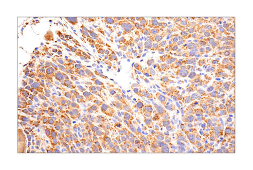 Immunohistochemistry Image 7: MAVS (E8Z7M) Rabbit mAb