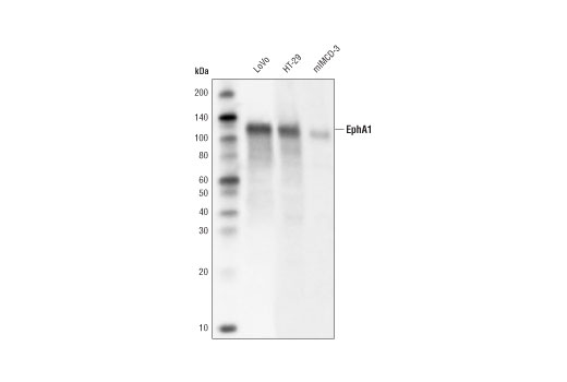undefined Image 14: Late-Onset Alzheimer's Disease Risk Gene Antibody Sampler Kit
