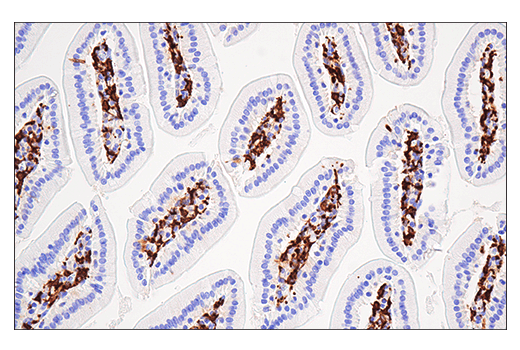 Immunohistochemistry Image 8: Iba1/AIF-1 (E4O4W) XP<sup>®</sup> Rabbit mAb (BSA and Azide Free)