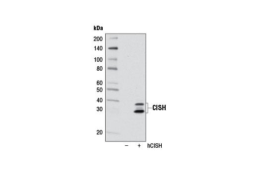 Western Blotting Image 2: CISH (D4C10) Rabbit mAb