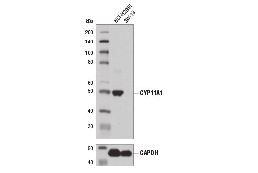 Western Blotting Image 3: CYP11A1 (D8F4F) Rabbit mAb