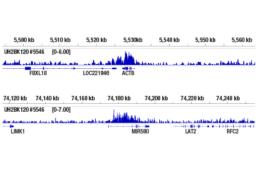 Chromatin Immunoprecipitation Image 2: Ubiquityl-Histone H2B (Lys120) (D11) XP<sup>®</sup> Rabbit mAb