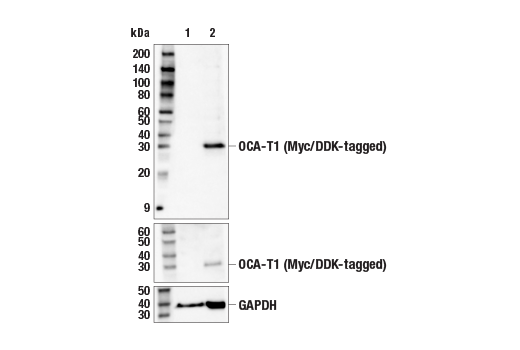 Western Blotting Image 2: OCA-T1 Antibody