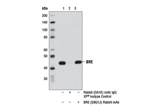 Immunoprecipitation Image 1: BRE (D8Q1J) Rabbit mAb