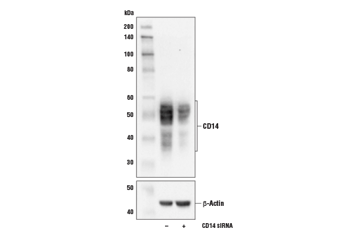 Western Blotting Image 2: CD14 (D1U2Y) Rabbit mAb