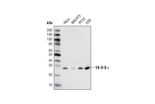 undefined Image 5: 14-3-3 Family Antibody Sampler Kit