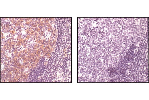 Immunohistochemistry Image 5: Phospho-cdc25C (Ser216) (63F9) Rabbit mAb