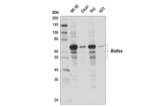 Western Blotting Image 2: Aiolos (D1C1E) Rabbit mAb