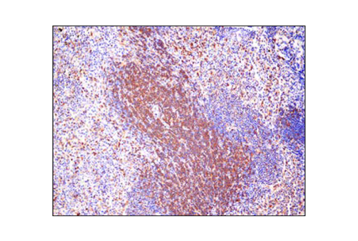 Immunohistochemistry Image 3: PLCγ1 (D9H10) XP<sup>®</sup> Rabbit mAb (BSA and Azide Free)