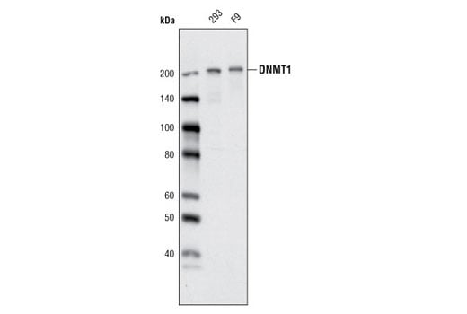 Western Blotting Image 1: DNMT1 (D63A6) XP<sup>®</sup> Rabbit mAb (BSA and Azide Free)