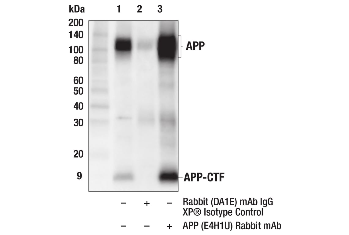 Immunoprecipitation Image 1: APP (E4H1U) Rabbit mAb