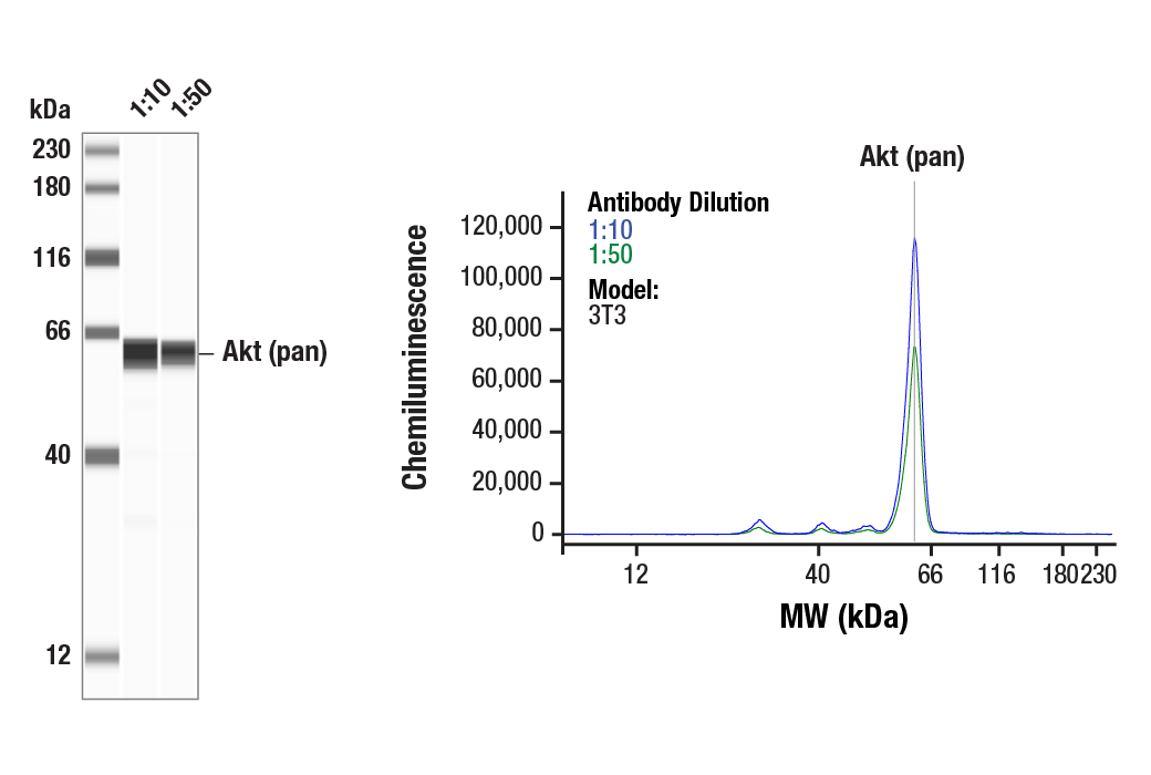 Western Blotting Image 1: Akt (pan) (11E7) Rabbit mAb