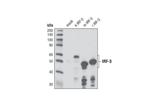 Western Blotting Image 2: IRF-3 (D83B9) Rabbit mAb (BSA and Azide Free)