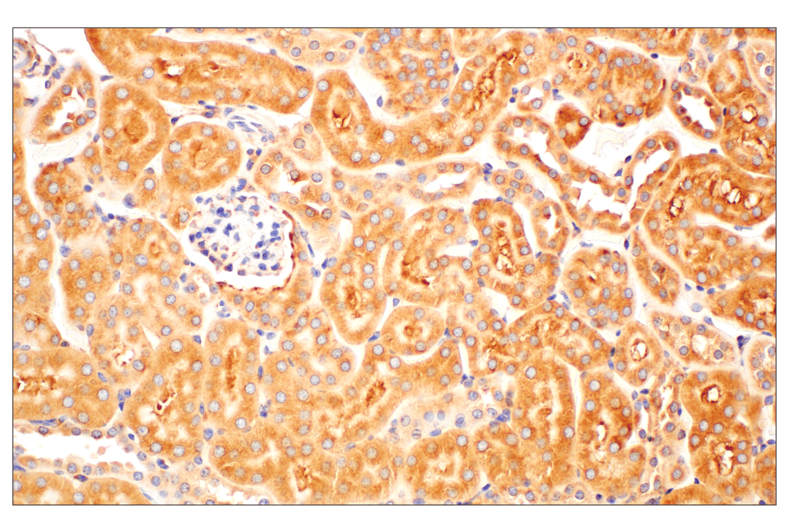 Immunohistochemistry Image 8: RACK1 (D59D5) Rabbit mAb
