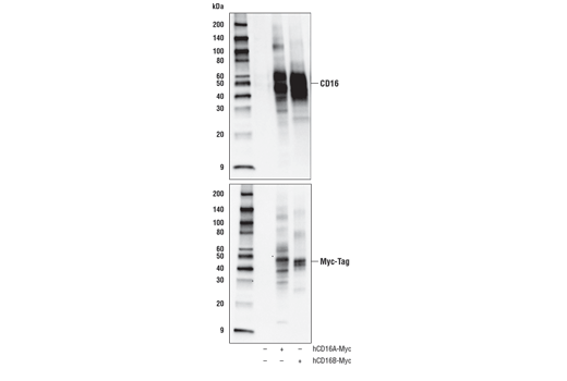 Western Blotting Image 1: CD16 (D5Q8N) Rabbit mAb