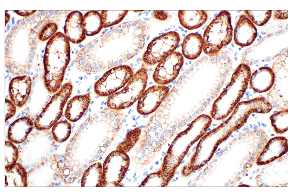 Immunohistochemistry Image 5: Na,K-ATPase α1 (D4Y7E) Rabbit mAb