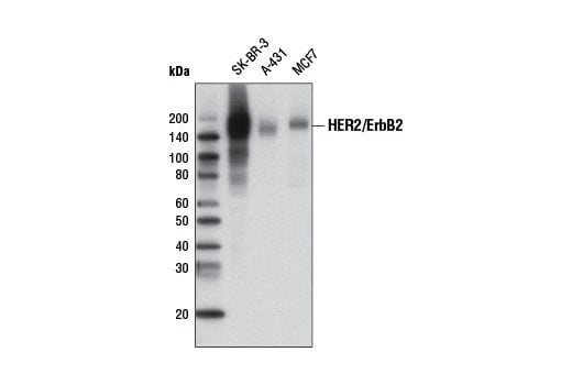 Western Blotting Image 1: HER2/ErbB2 (D8F12) XP<sup>®</sup> Rabbit mAb (Biotinylated)