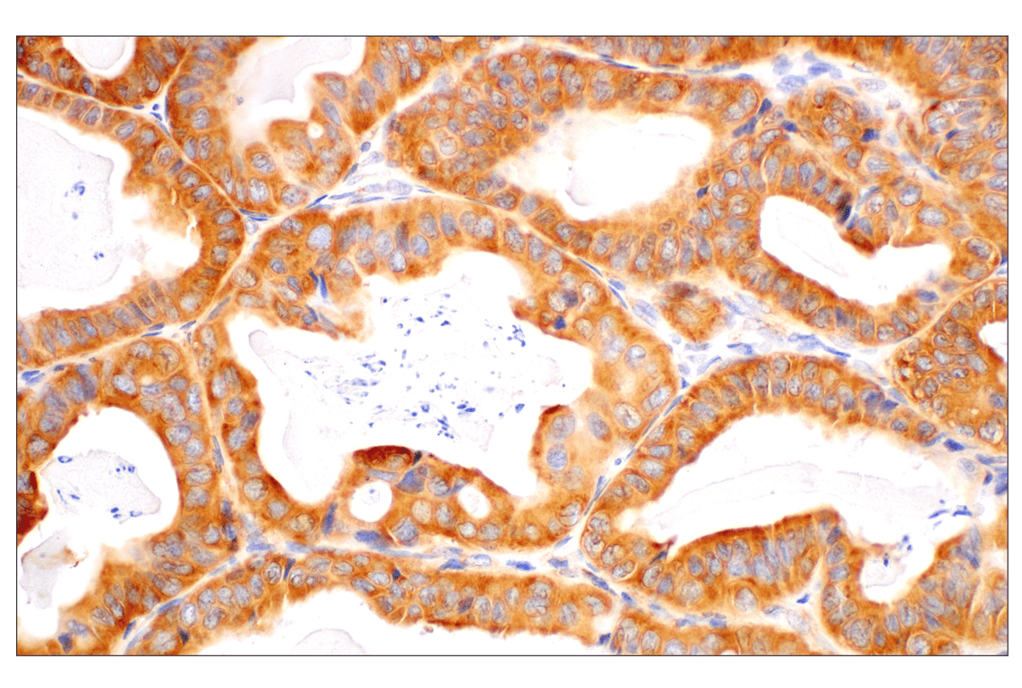 Immunohistochemistry Image 2: RACK1 (D59D5) Rabbit mAb
