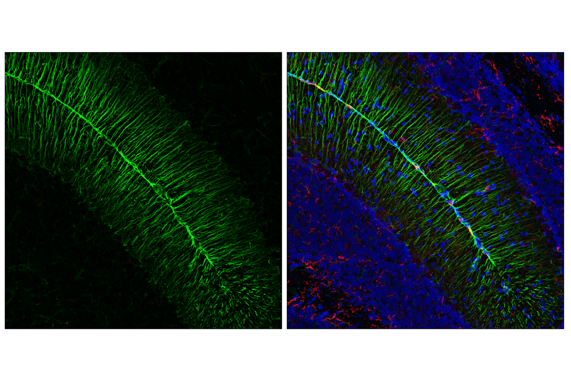 undefined Image 11: Cell Fractionation Antibody Sampler Kit
