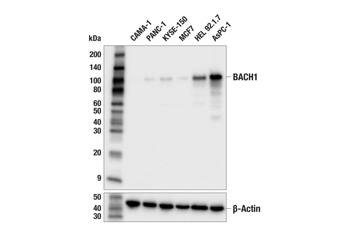 Western Blotting Image 1: BACH1 (E4E7B) Rabbit mAb