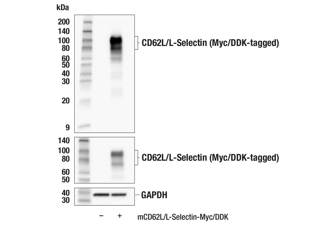 Western Blotting Image 2: CD62L/L-Selectin (E7L2M) Rabbit mAb