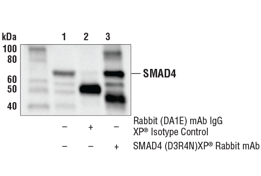 Immunoprecipitation Image 1: SMAD4 (D3R4N) XP<sup>®</sup> Rabbit mAb