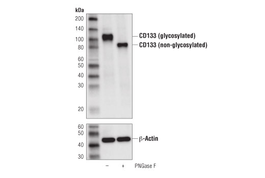 Western Blotting Image 2: CD133 (D4W4N) XP<sup>®</sup> Rabbit mAb (BSA and Azide Free)