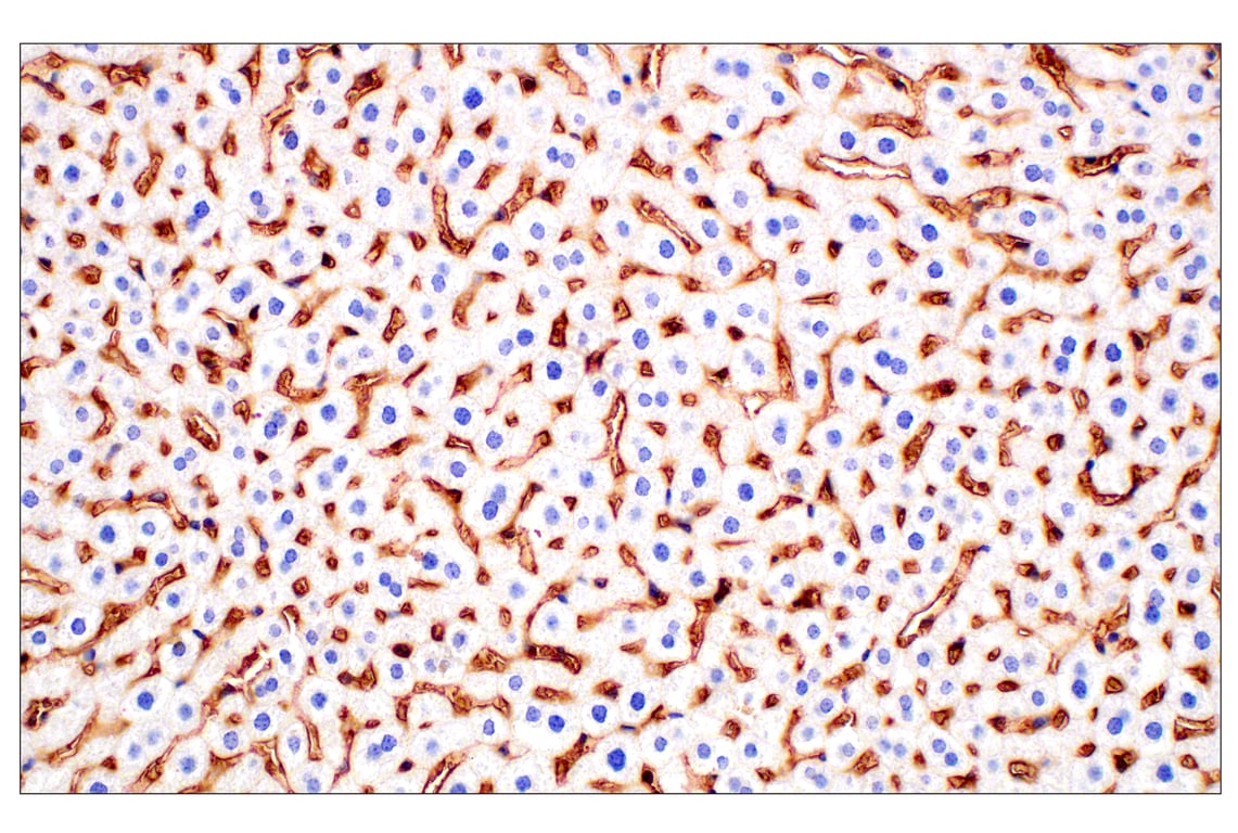 Immunohistochemistry Image 1: CD47 (E2V9V) Rabbit mAb
