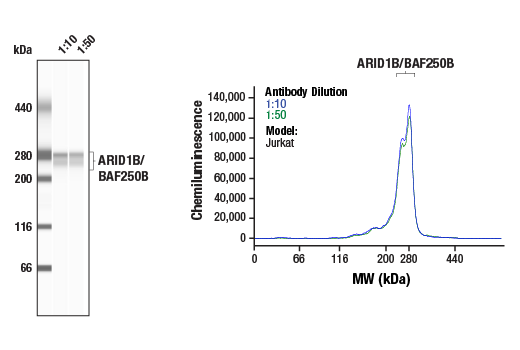 Western Blotting Image 1: ARID1B/BAF250B (E9J4T) Rabbit mAb