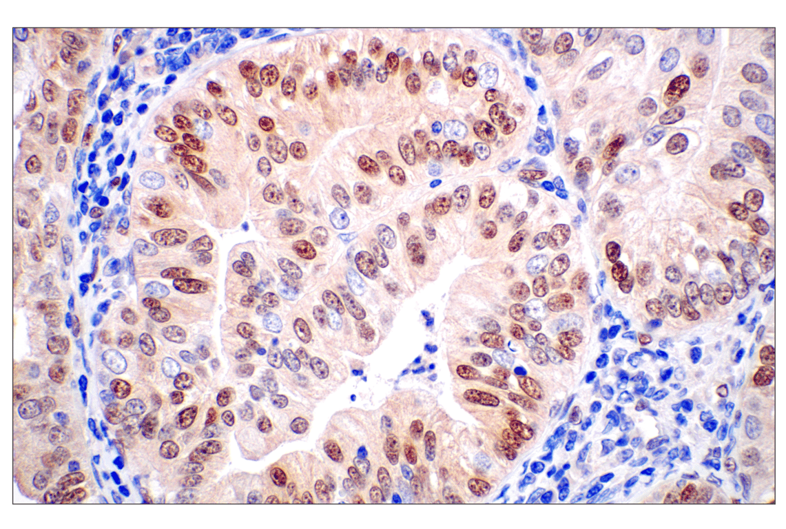 Immunohistochemistry Image 1: ID1 (F2M1J) Rabbit mAb (BSA and Azide Free)