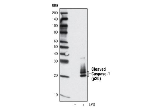 Western Blotting Image 2: Cleaved Caspase-1 (Asp297) (D57A2) Rabbit mAb