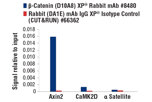 undefined Image 26: Cadherin-Catenin Antibody Sampler Kit