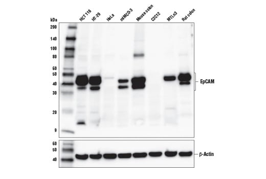 Western Blotting Image 1: EpCAM (E6V8Y) XP<sup>®</sup> Rabbit mAb (BSA and Azide Free)