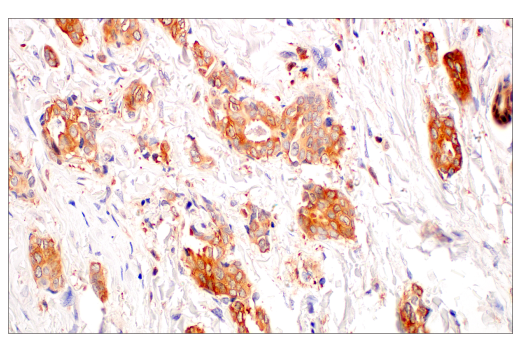 Immunohistochemistry Image 5: c-Rel (E8Z5Y) XP<sup>®</sup> Rabbit mAb (BSA and Azide Free)