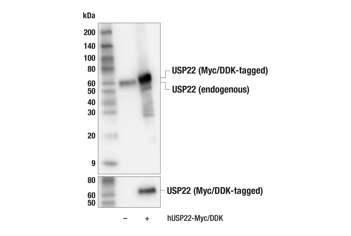 Western Blotting Image 3: USP22 (F4M4V) Rabbit mAb