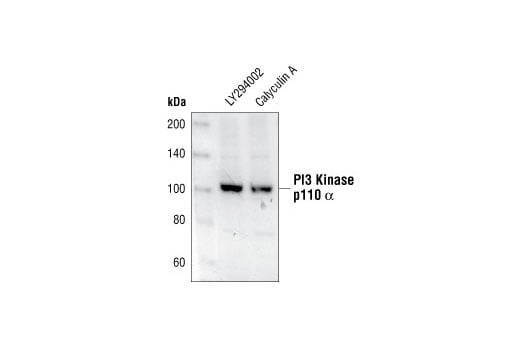 Western Blotting Image 2: PI3 Kinase p110α Antibody