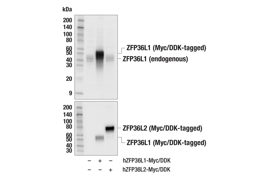 Western Blotting Image 3: ZFP36L1 (E6L6S) Rabbit mAb