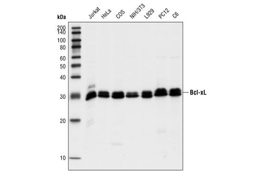Western Blotting Image 1: Bcl-xL (54H6) Rabbit mAb (Biotinylated)