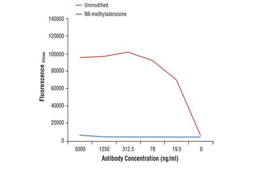 undefined Image 1: N6-Methyladenosine (m6A) (D9D9W) Rabbit mAb