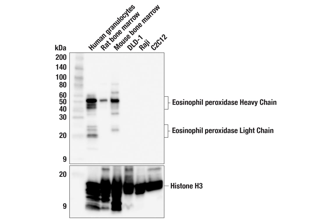 Western Blotting Image 1: Eosinophil peroxidase (F4O7J) Rabbit mAb