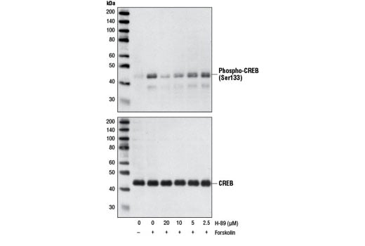 H-89, Dihydrochloride: Image 1