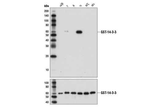 undefined Image 8: 14-3-3 Family Antibody Sampler Kit