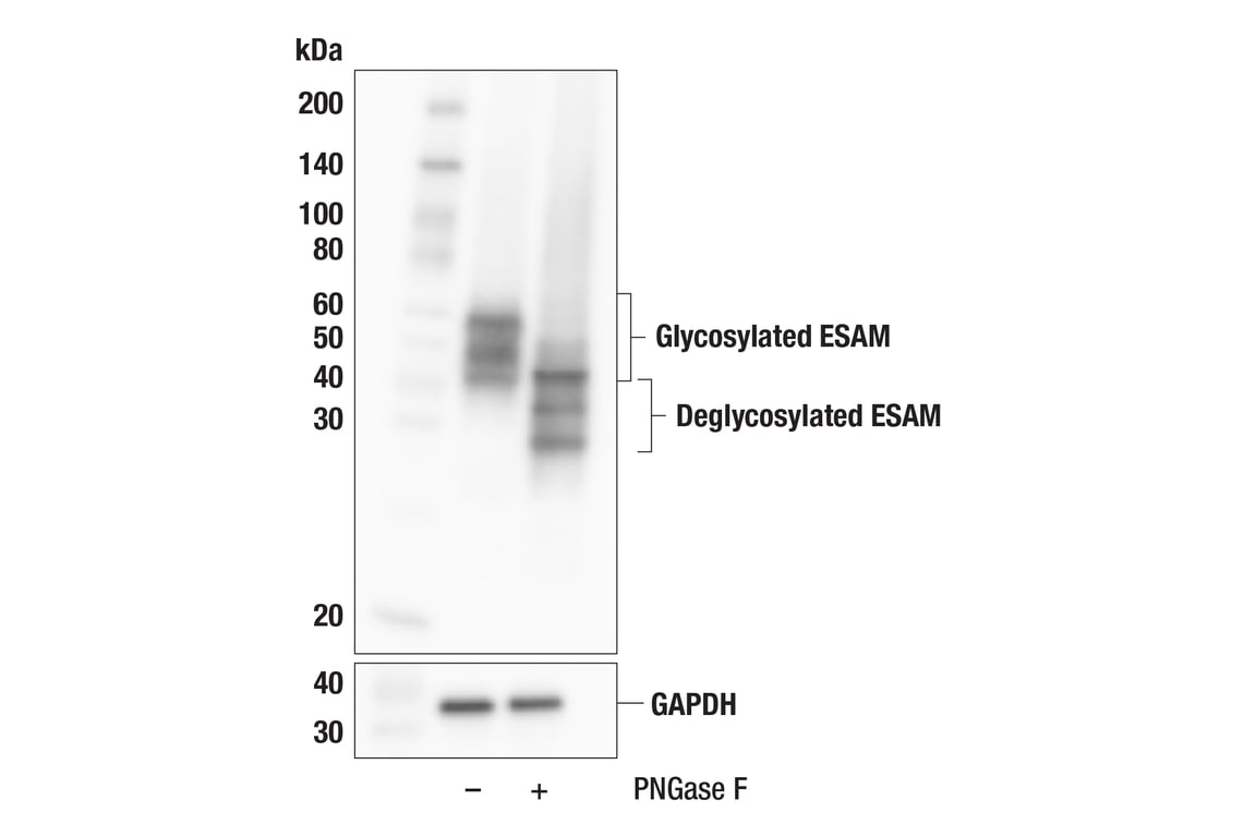 Western Blotting Image 2: ESAM (F9D9P) Rabbit mAb
