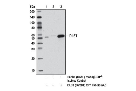 Immunoprecipitation Image 1: DLST (D22B1) XP<sup>®</sup> Rabbit mAb