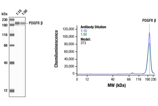 Western Blotting Image 1: PDGF Receptor β (28E1) Rabbit mAb