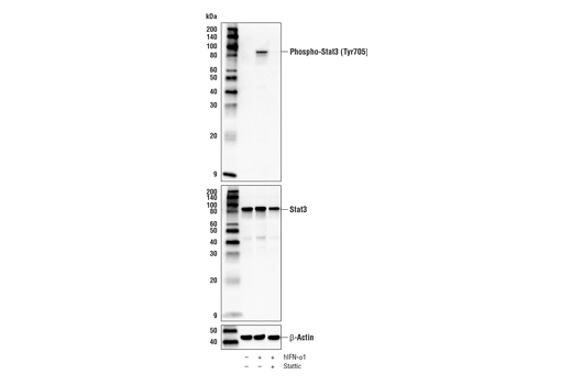 Stattic: Image 1